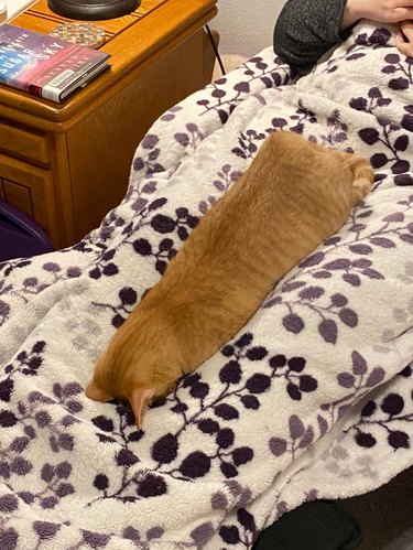 Orange cat sleeping facedown on blanket