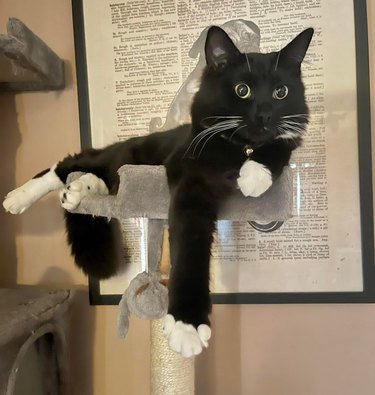 Tuxedo cat sitting on a cat tower with their paws angled at varying angles.