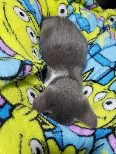 Newborn kitten sleeping facedown on blanket