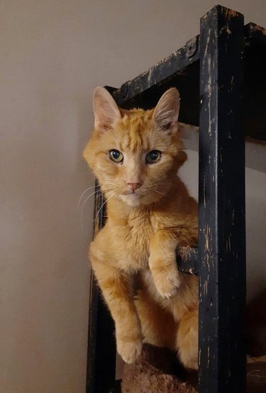 Orange cat with hexagonal-shaped face leaning on a piece of furniture.