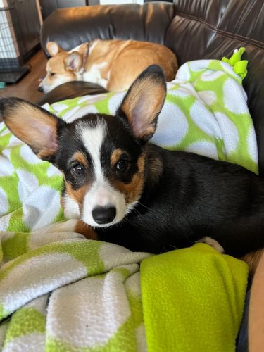 Corgi dry after bath in sink.