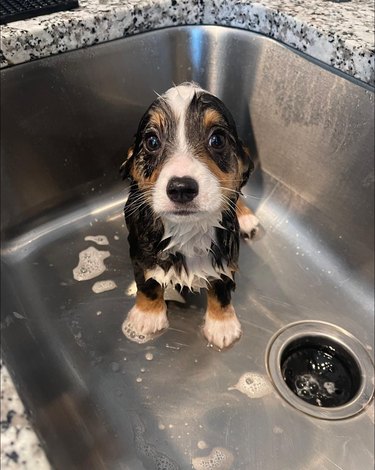 Corgi puppy wet after bath in sink.