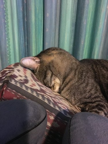 Cat sleeping facedown on cushion