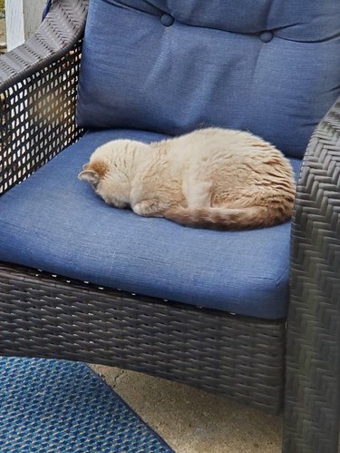 Cat sleeping facedown on armchair