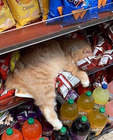 Cat sleeping facedown on bags of chips in grocery store shelves