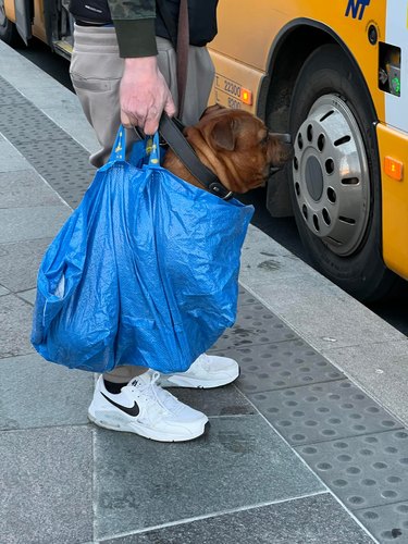 man holds dog in Ikea bag