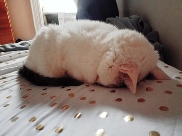Cat sleeping facedown on bed.
