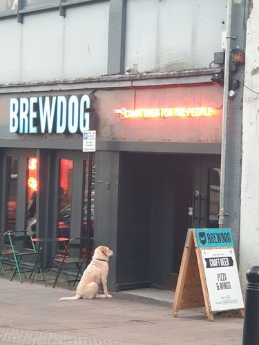 Dog sits outside bar named Brewdog.