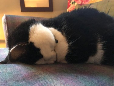 Cat sleeping facedown on couch.