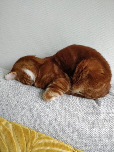 Cat sleeping facedown on back of couch