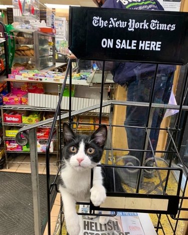 Tuxedo cat sitting on bodega newspaper rack with a sign that says, "The New York Times" On Sale Here."