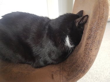 Cat sleeping facedown on chair