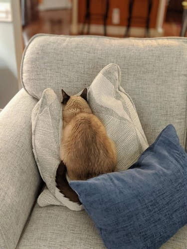 Cat sitting on couch with its face pressed into a pillow