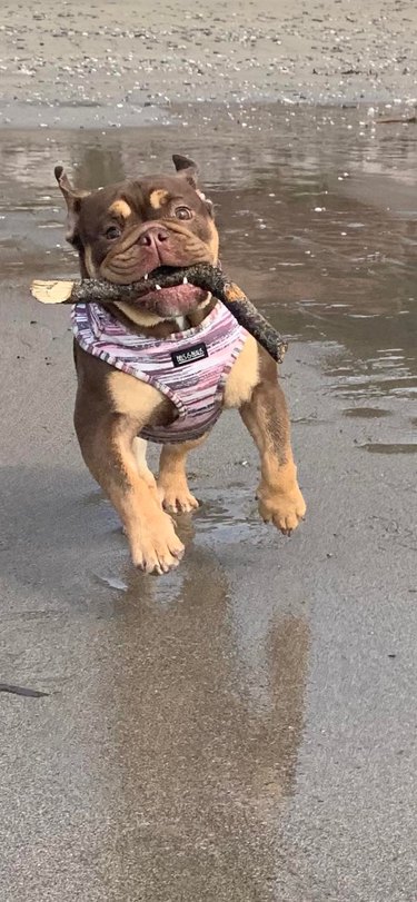 Dog running on beach with stick.