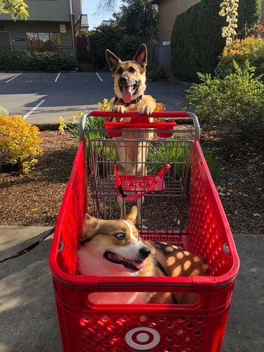 Dog pushes shopping cart with another dog inside.