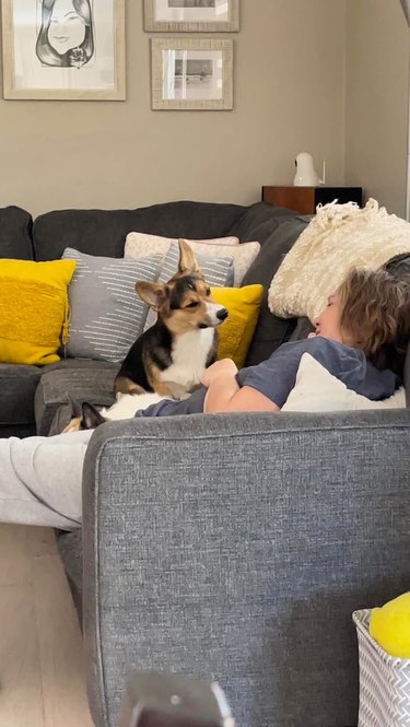 Corgi listening intently to their human while sitting together on a couch.