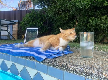 Ginger cat sitting poolside on a blue towel and reaching their head towards a glass of ice water.