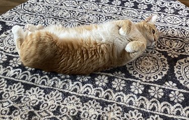 Ginger and white cat trying to get attention and rolling around on a floral patterend rug.