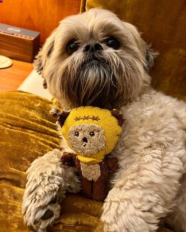 A dog posing with ewok doll.