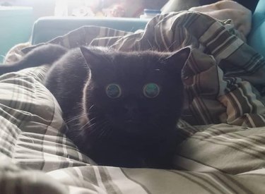 black cat with dilated pupils