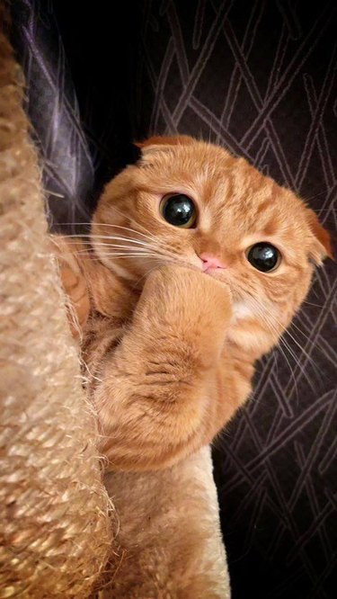 orange cat with saucer eyes