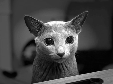 gray cat with dilated pupils