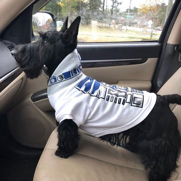 A dog in a R2D2 costume.