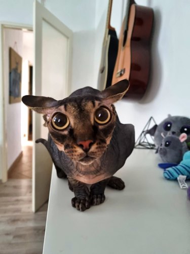 hairless cat with dilated pupils