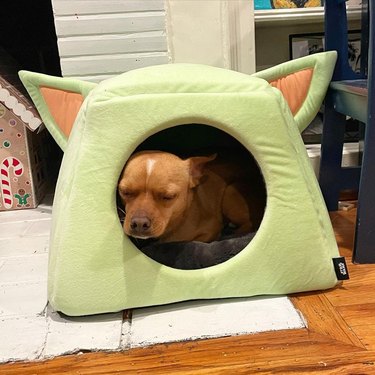 A dog sleeping in star wars cat bed.