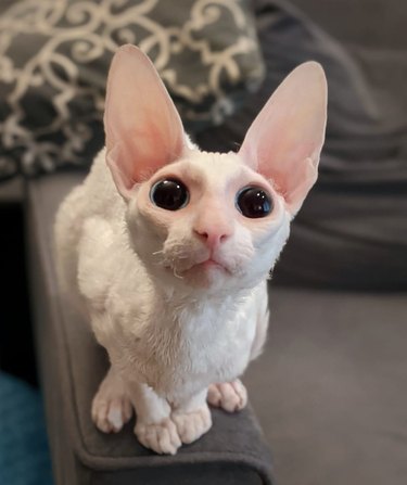 white cat with big ears