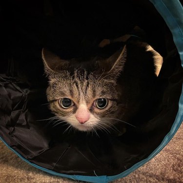 cat hiding in cat tunnel