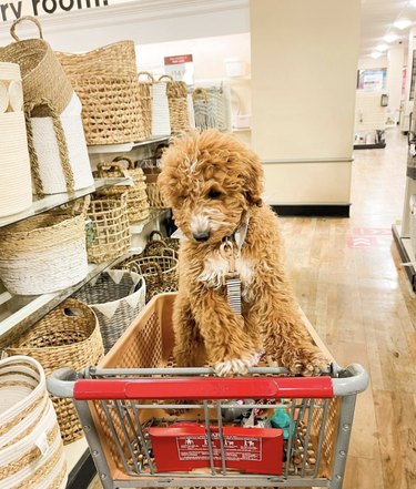 dog inside shopping cart.