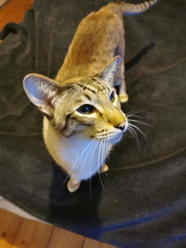 Cat with impressively long whiskers