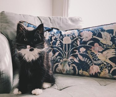 Kitten with impressive whiskers