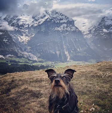 dog with long gray eyebrows