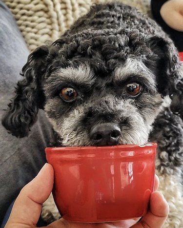 black dog with gray eyebrows