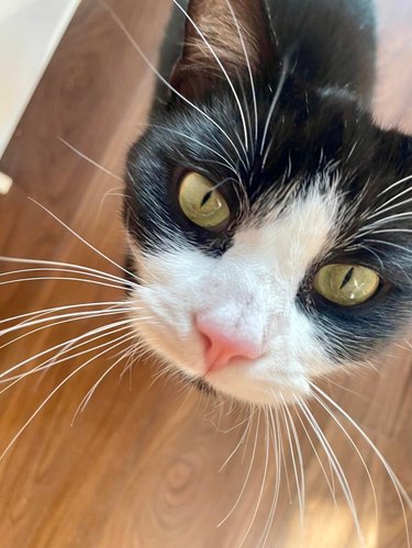 Cat with impressively long whiskers