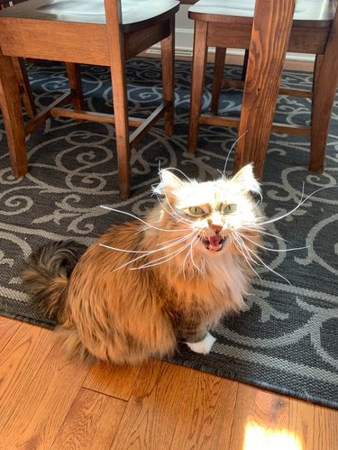 Cat with impressively long whiskers