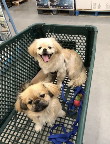 two dogs inside shopping cart