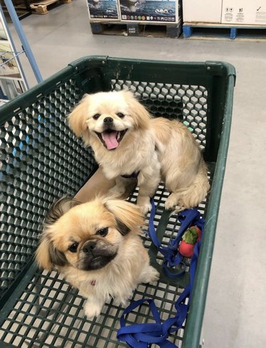 two dogs inside shopping cart.