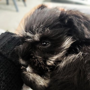 schnauzer dog with white eyebrows