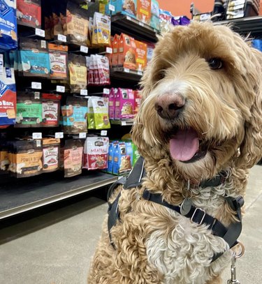 dog in the treats aisle