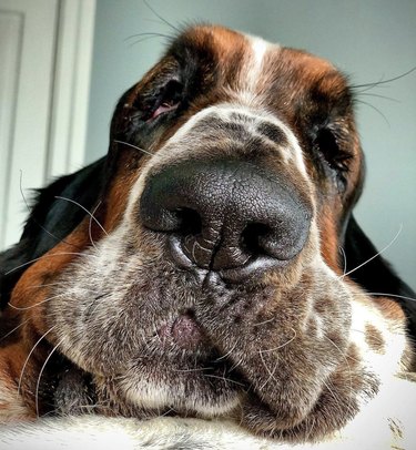 basset hound with long eyebrows