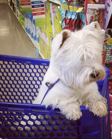 dog inside shopping cart.