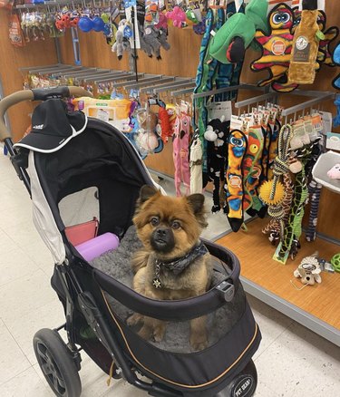 dog inside stroller at a store.