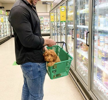 dog inside shopping basket.