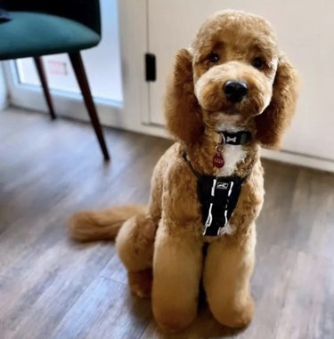 fluffy groomed dog with groomed eyebrows