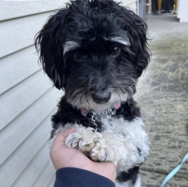 black dog with white eyebrows