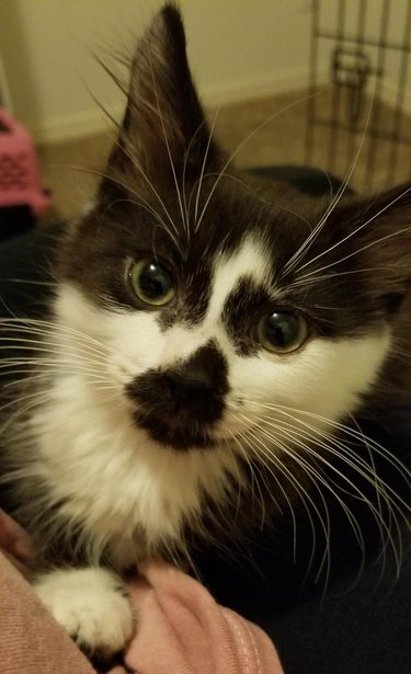 Kitten with impressive whiskers