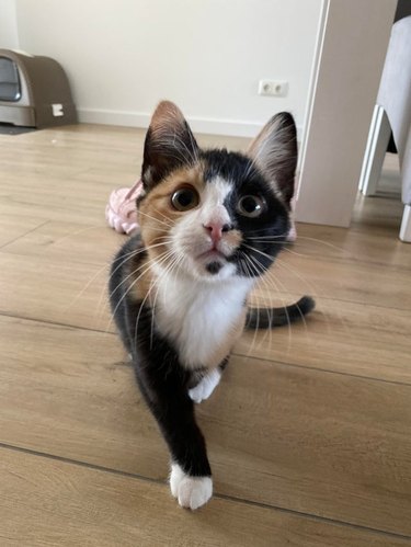 Kitten with impressive whiskers